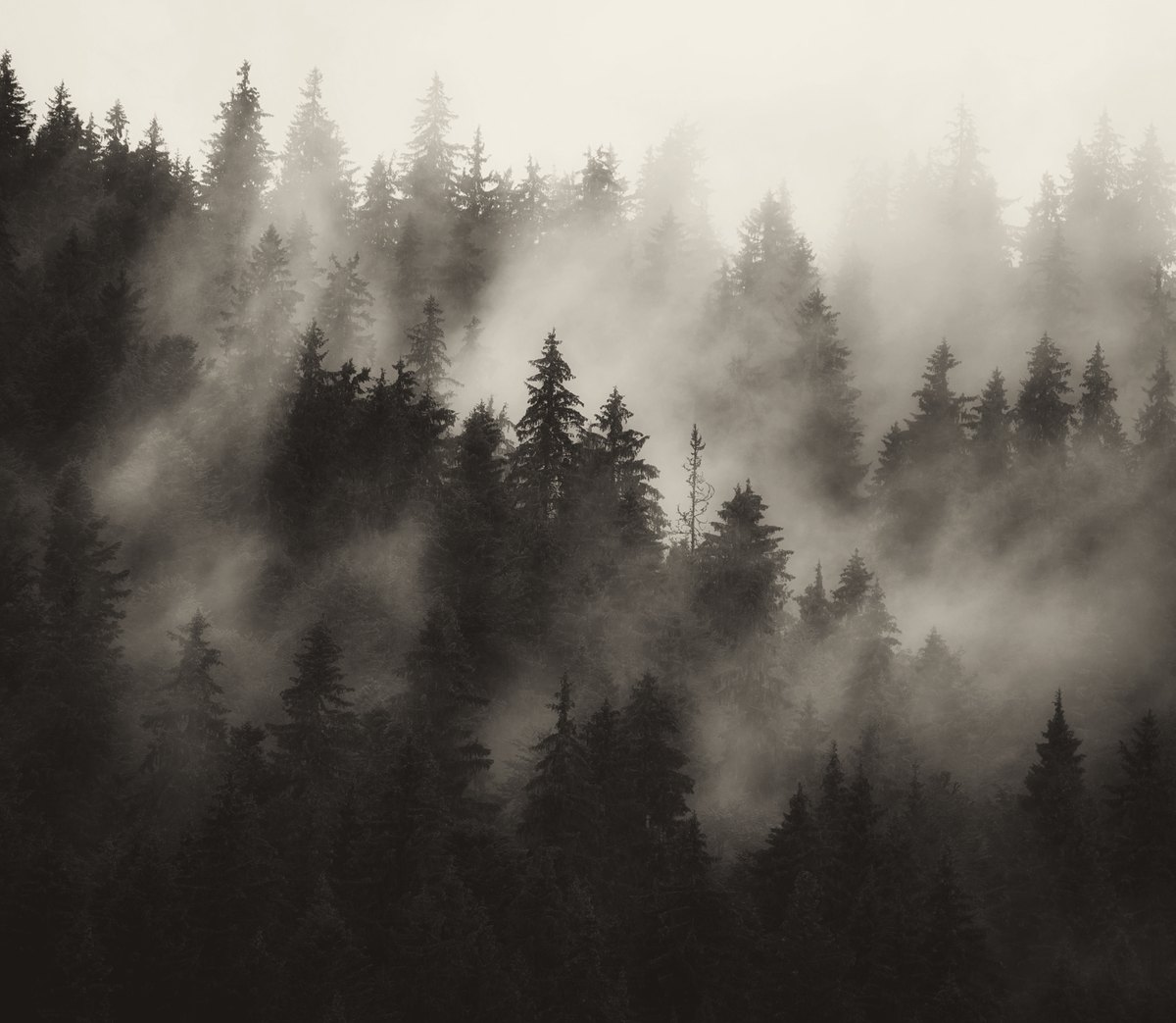 Forêt de conifères dans la brume